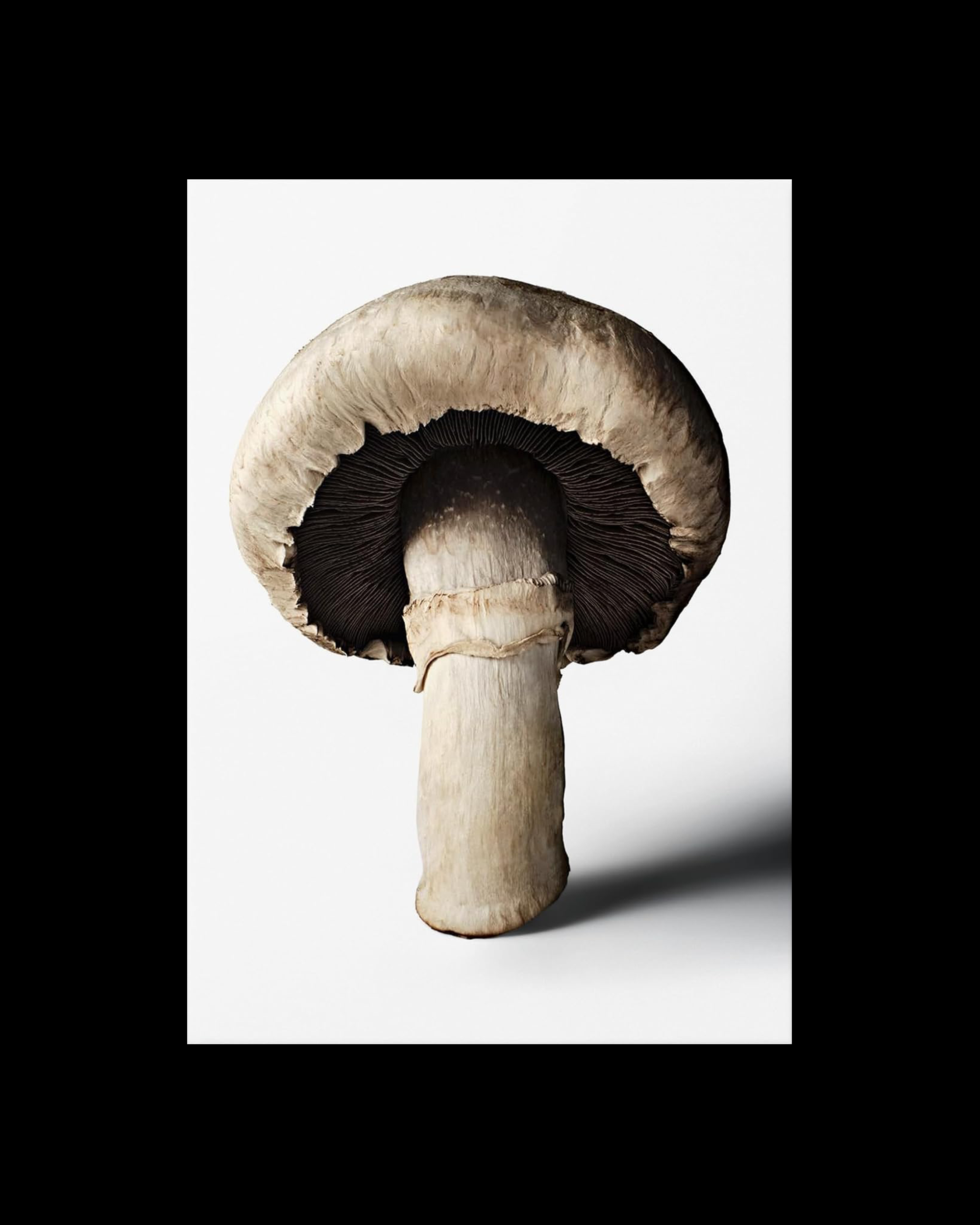 The Gourmand's Mushroom. A Collection of Stories and Recipes